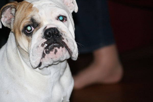 Engelse Bulldog