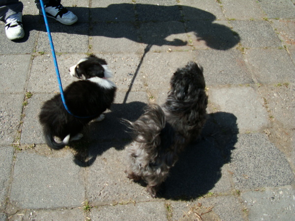 Tommy (9) en Luka (7wk)