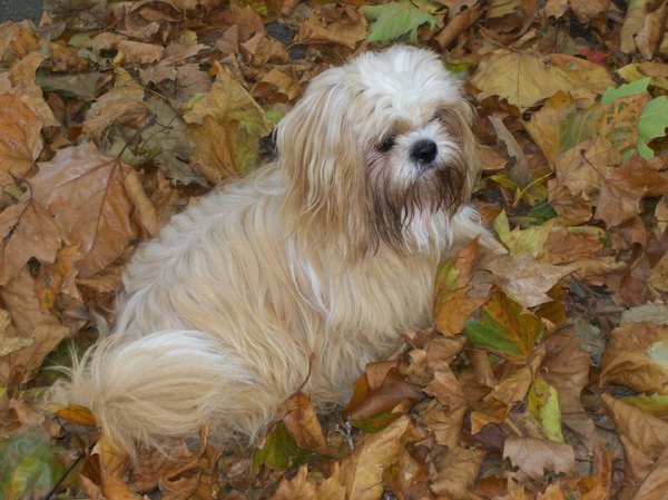 Noa tussen de blaadjes...