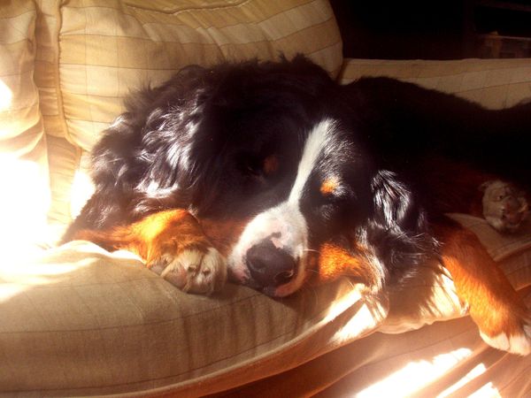 Berner Sennenhond