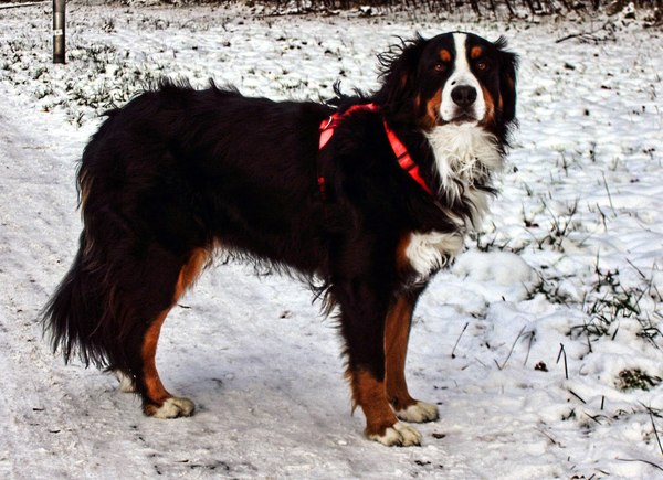 Berner Sennenhond
