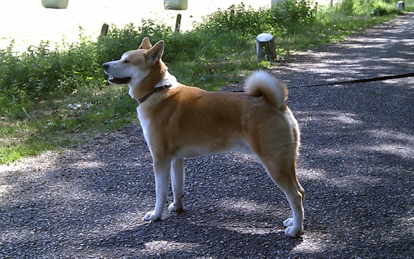 Japanse Akita