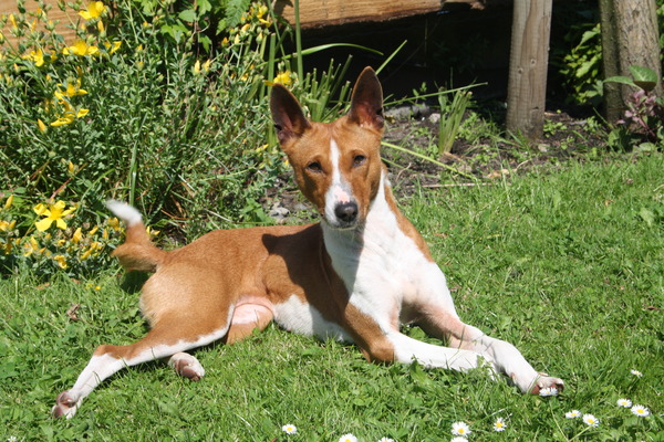 Basenji