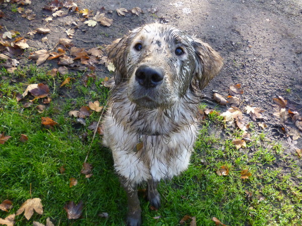 Max in de modderige herfst