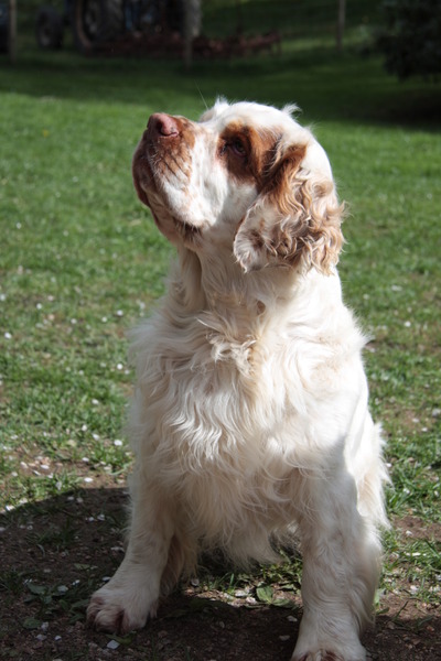 Clumber Spaniel