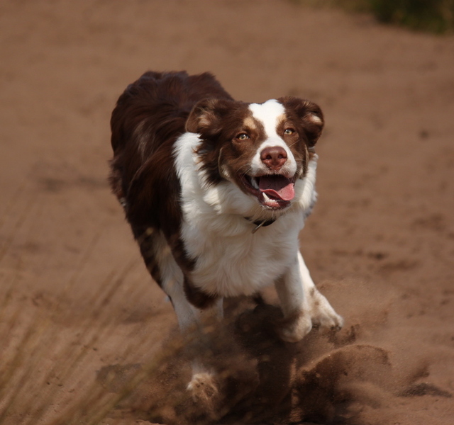 Border Collie