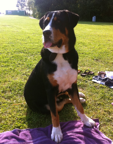 Grote Zwitserse Sennenhond