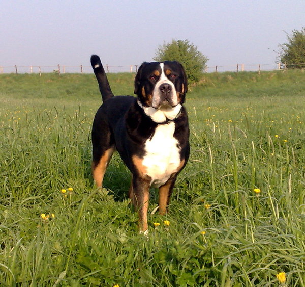 Grote Zwitserse Sennenhond