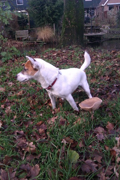 Femke met der paddestoel