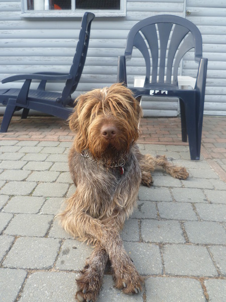 Duitse Staande Hond, Draadhaar