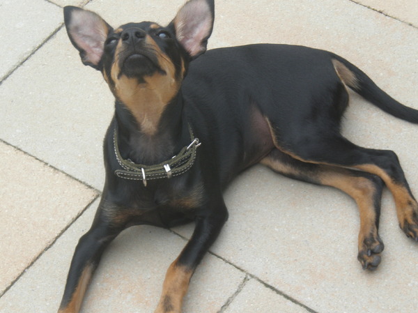 Dwergpinscher