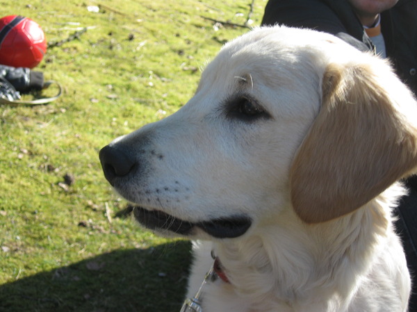 Golden Retriever