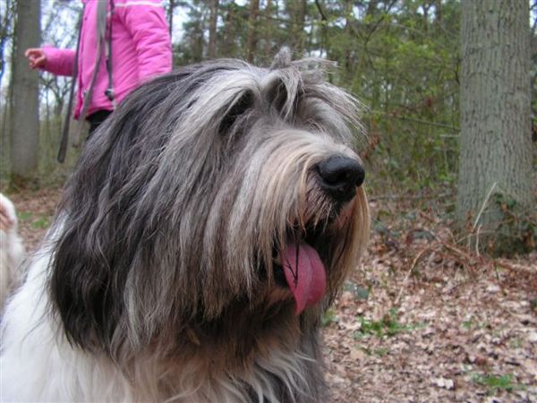 Polski Owczarek Nizinny