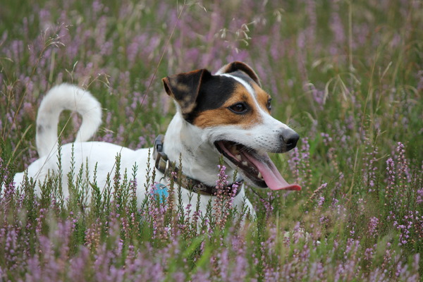 Parson Russell Terriër