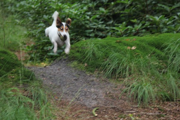 Parson Russell Terriër