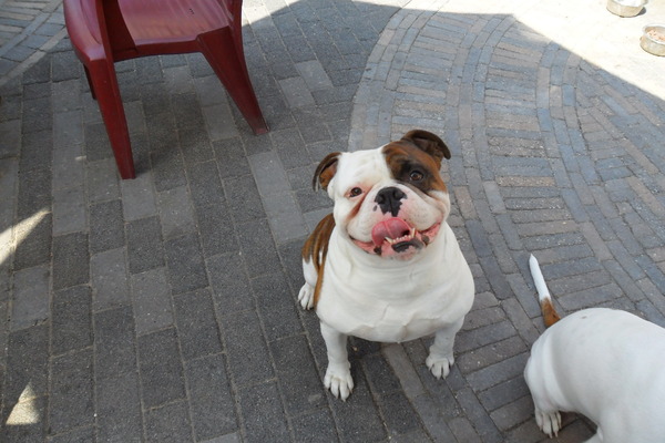 Old English Bulldog