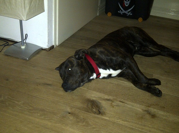 American Staffordshire Terrier