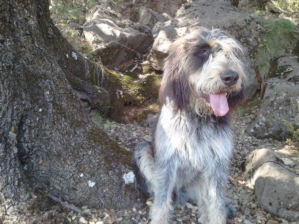 Griffon Blue de Gascogne
