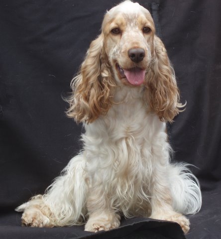 Mafego's (Noord-Brabant)