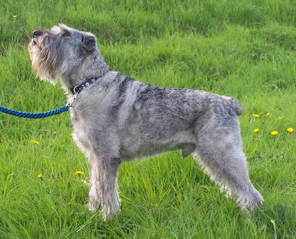 Schnauzer