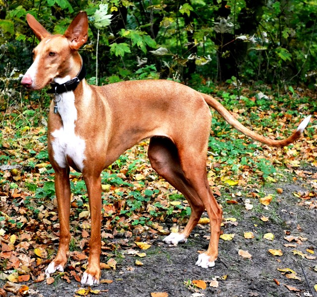 Podenco Ibicenco