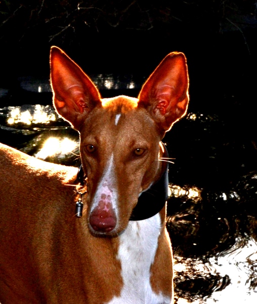 Podenco Ibicenco