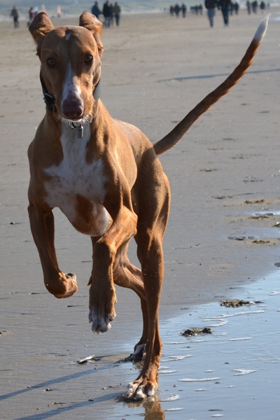 Podenco Ibicenco