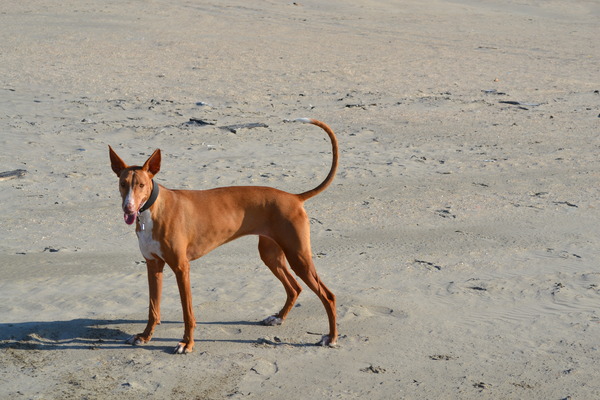 Podenco Ibicenco