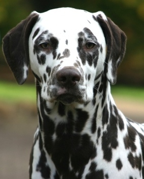 Dalmatische hond
