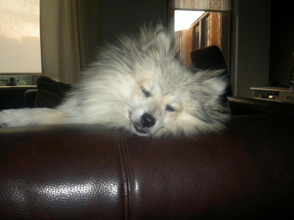 Keeshond, Klein