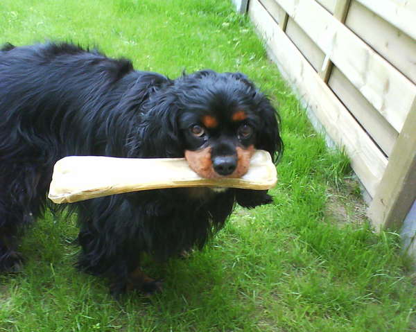Cavalier King Charles Spaniel