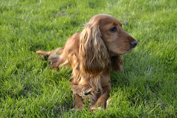 Engelse Cocker Spaniel