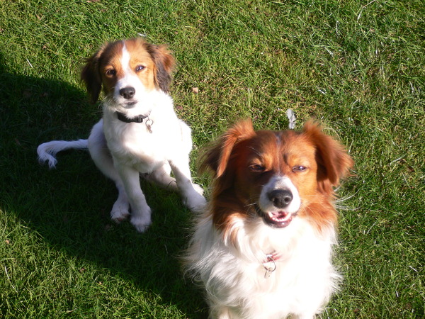 Kooikerhondje