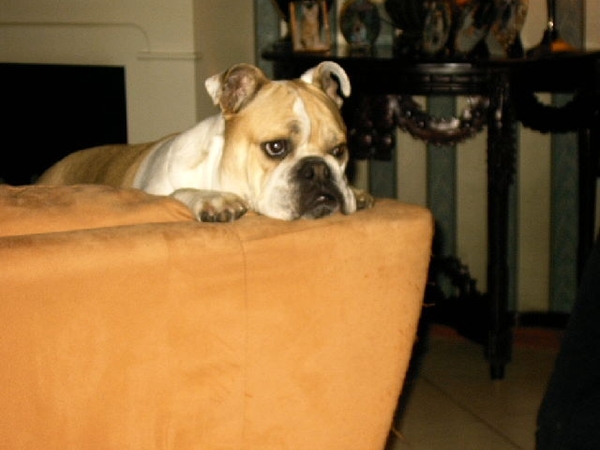 Old English Bulldog