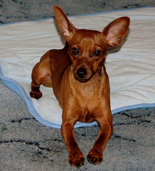 Dwergpinscher Angel,,