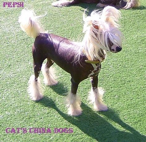 Cat's China Dogs  