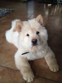 Chow chow