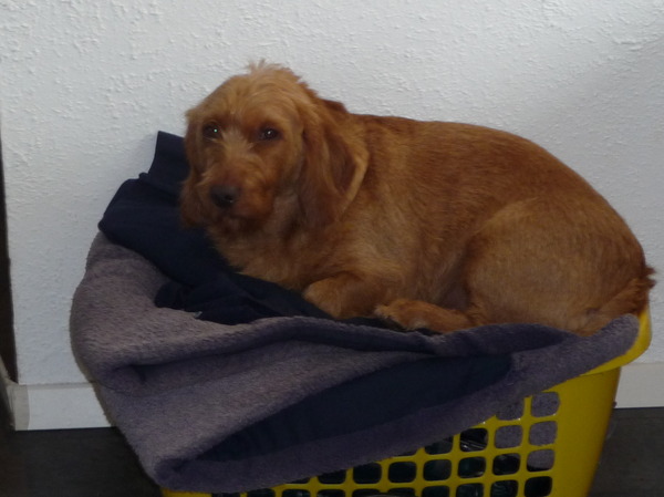 Basset Fauve de Bretagne