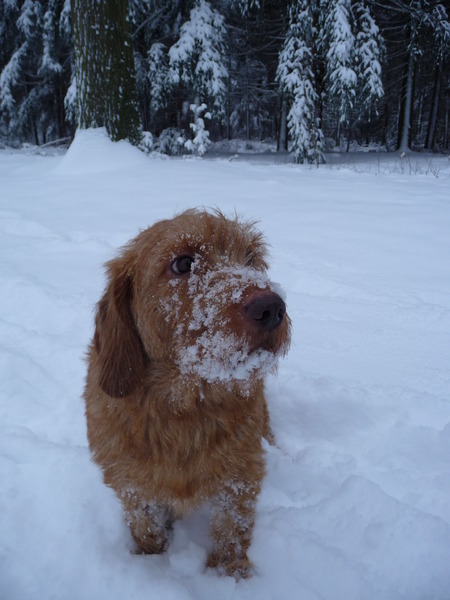 Basset Fauve de Bretagne