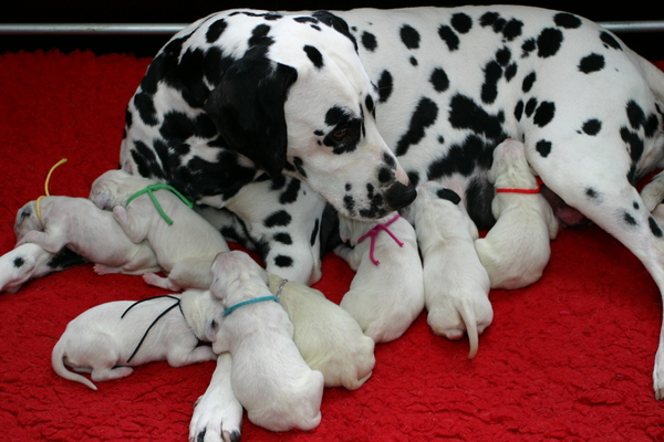 Dalmatische hond