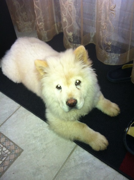 Chow chow