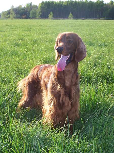 Ierse Setter