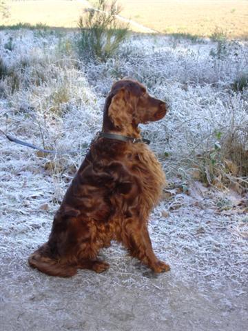 Ierse Setter