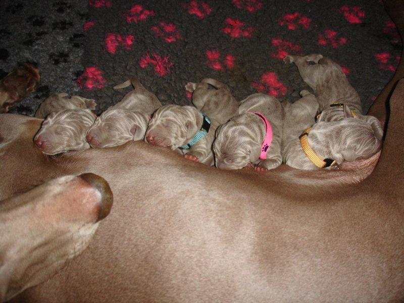 Meander Weimaraners-Leonor & Robert Honing