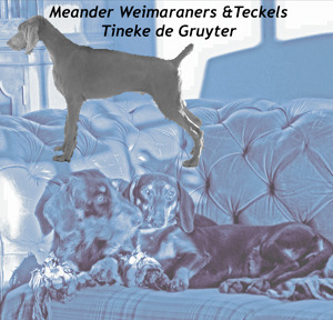 Meander Weimaraners & Teckels -Tineke de Gruijter
