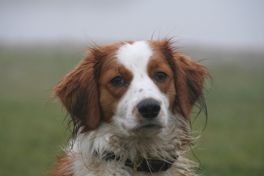 Kooikerhondje