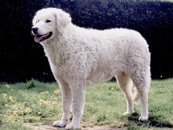 Aanrader!  Kuvaszkennel: Fehér Csavargo