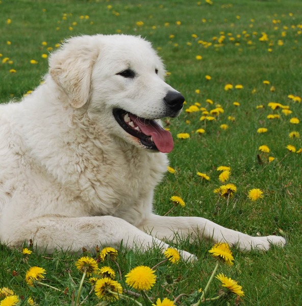 Aanrader!  Kuvaszkennel: Fehér Csavargo
