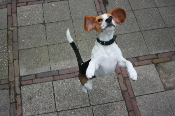 Beagle