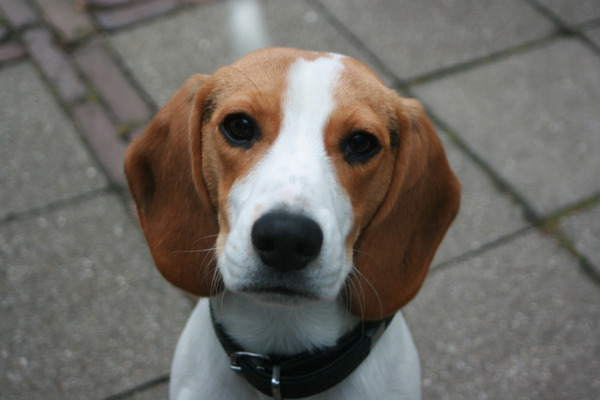 Beagle